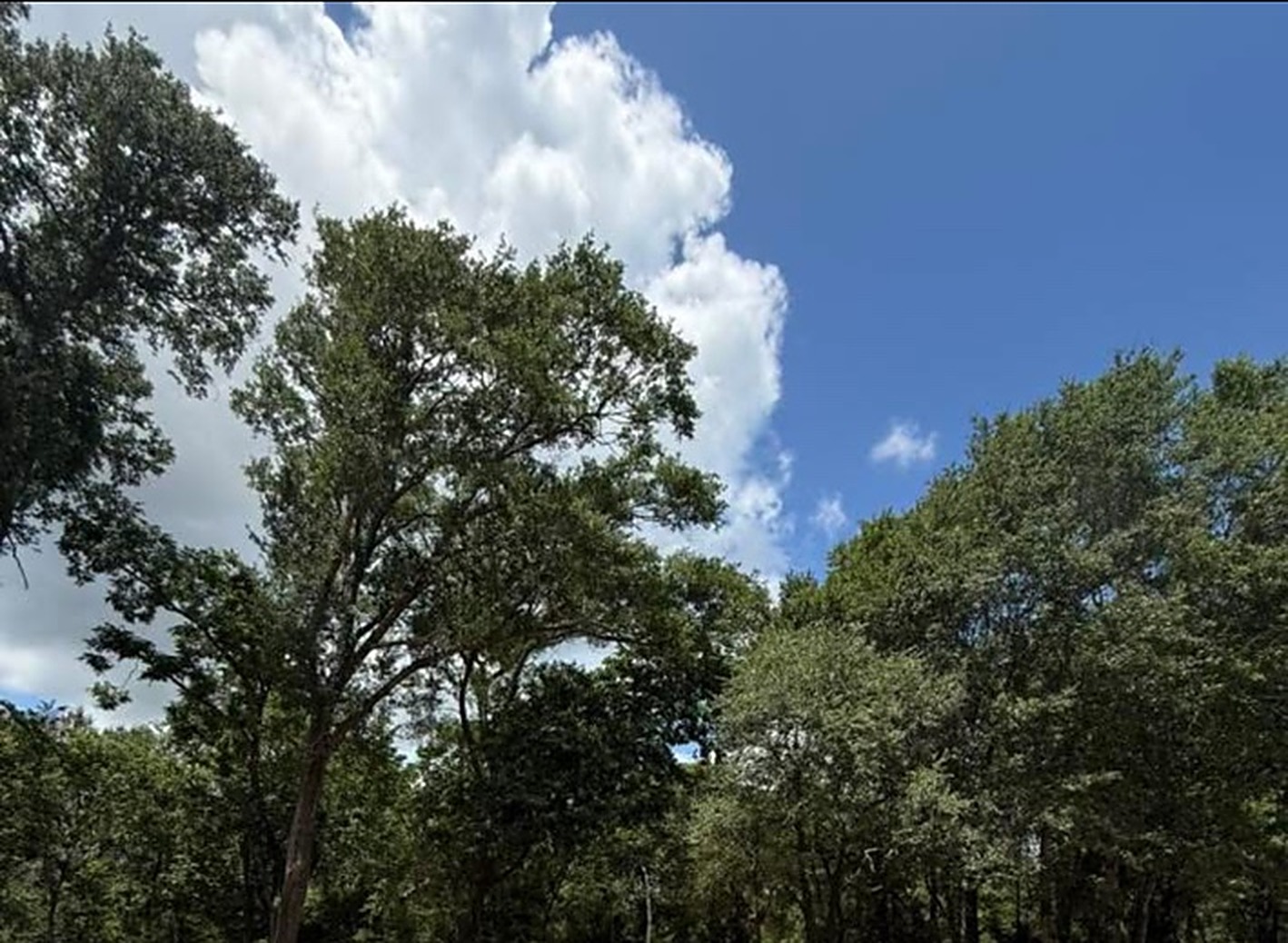 Overhead drone view of a selectively cleared property showing preserved trees