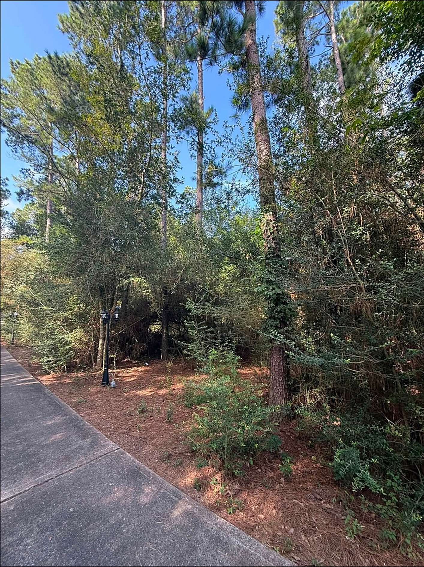 Underbrush Removal in Sealy TX by Prestige Land Services