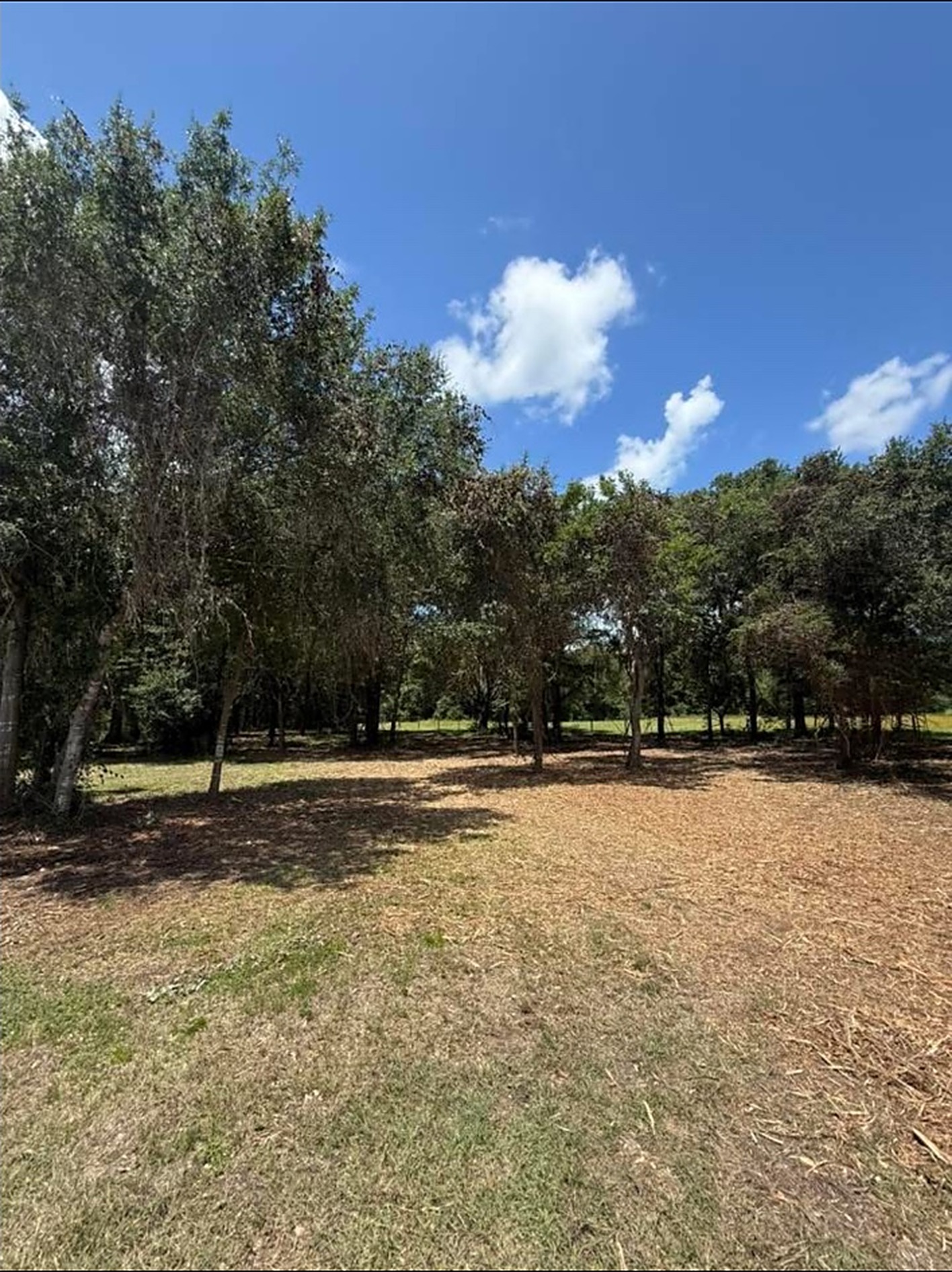 Finished forestry mulching job under mature Texas oaks near Sealy, TX